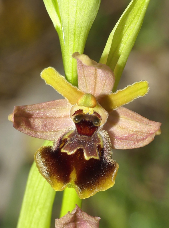 Ophrys exaltata subsp. archipelagi in Abruzzo marzo e aprile 2019